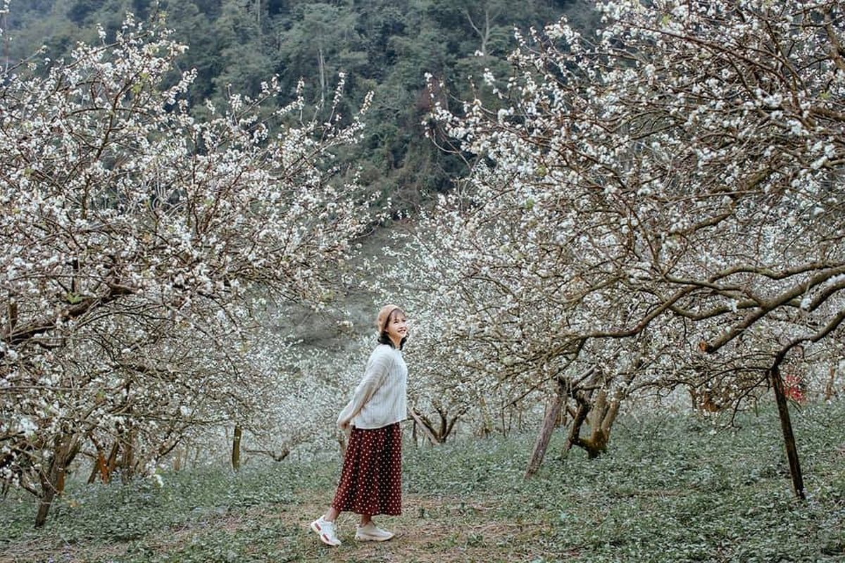 Take Pictures with Plum Blossoms in Spring