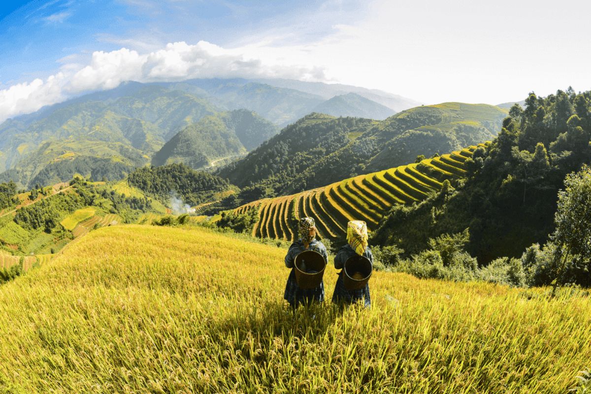 Golden Rice Fields
