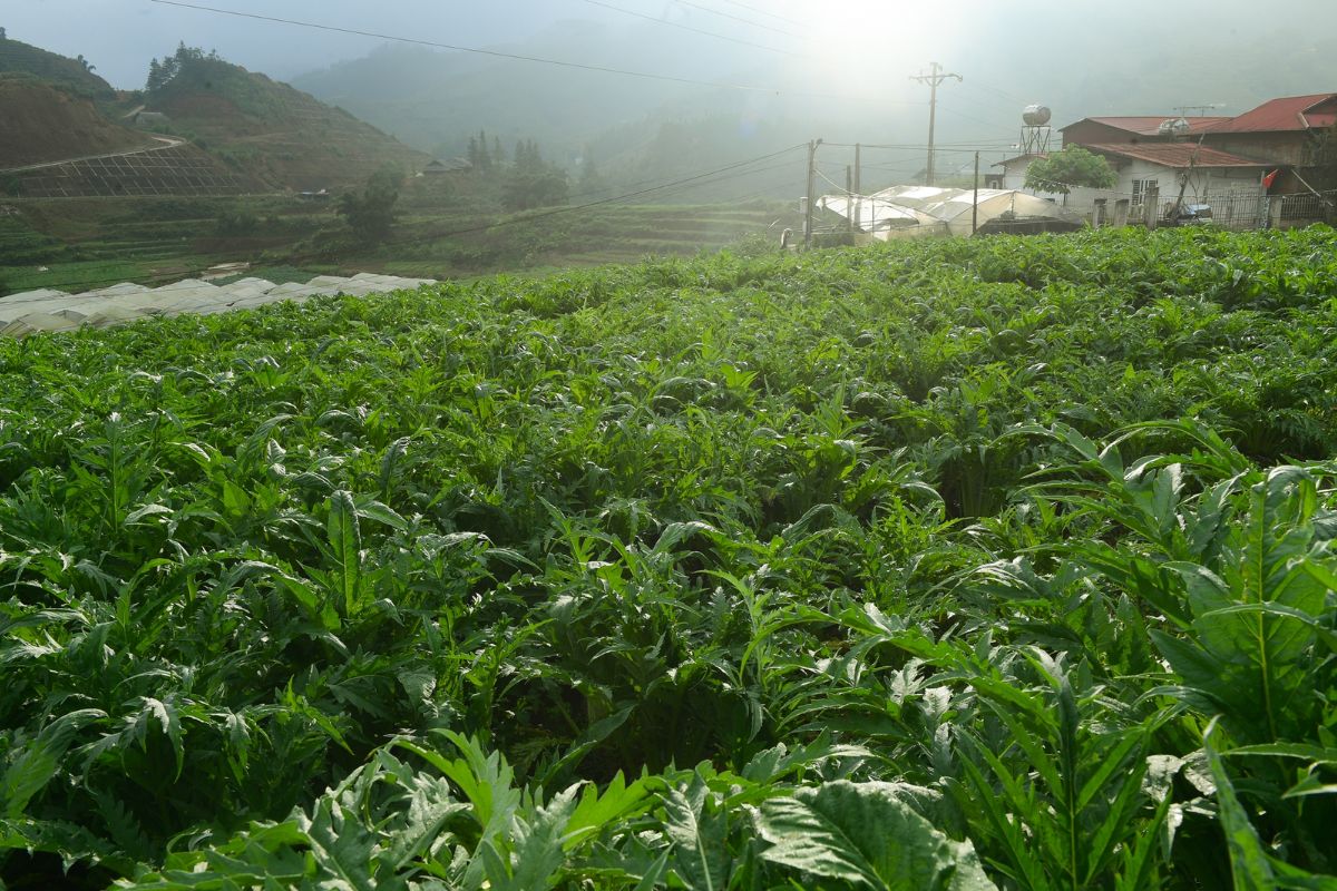 Herbal fields flourish, Sapa Vietnam elevation