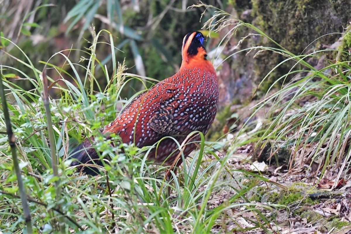 Wildlife thrives at Sapa Vietnam elevation
