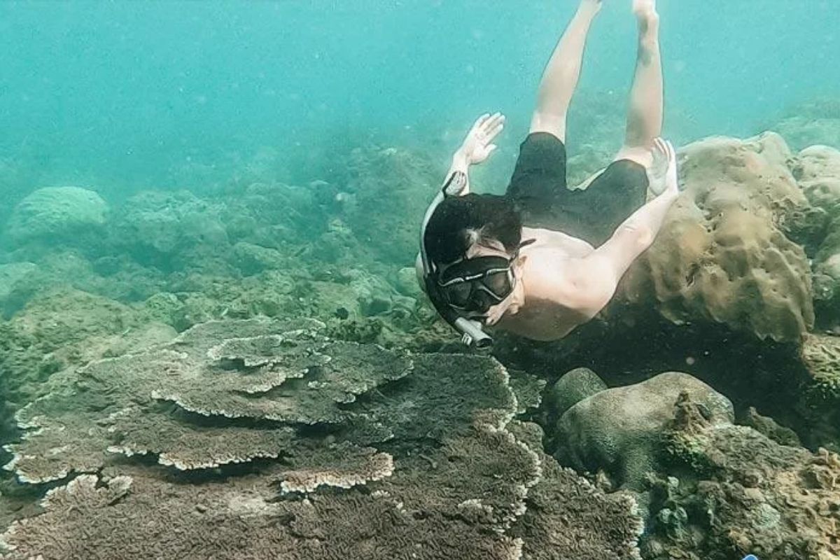 Scuba diving Da Nang at Hon Sup Reef