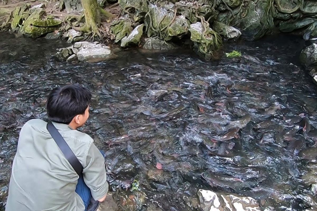 God Fish Stream glows, Thanh Hoa weather