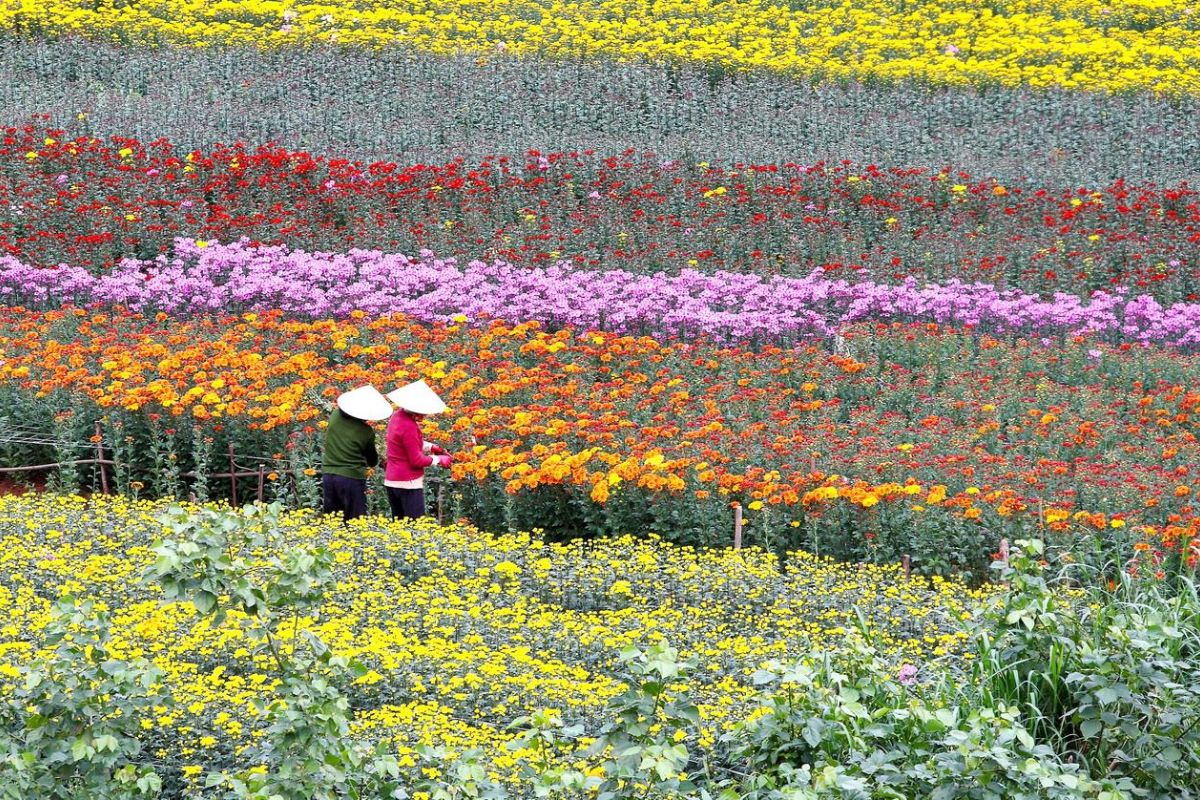 Ngoc Ha Flower Village