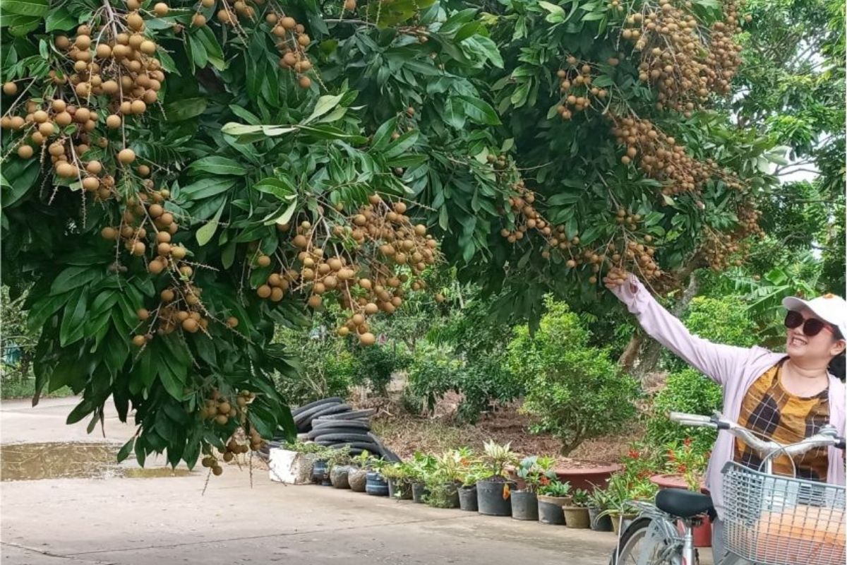 Biking fruit orchards—what to do in Southern Vietnam.