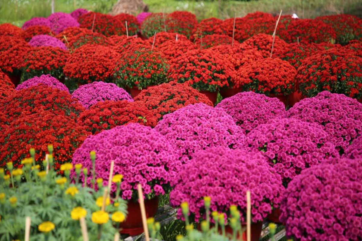 Ba Bo Flower Village