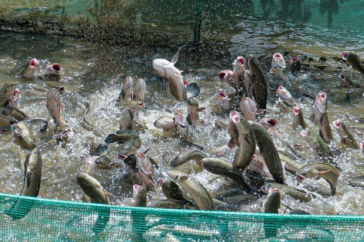 Snakehead fish jump for food, Con Son