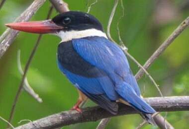 19. Nam Et–Phou Louey National Park (Wildlife Safari)