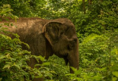 Elephant village laos
