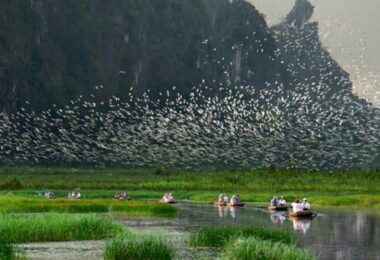 Van Long Wetland Bird Sanctuary