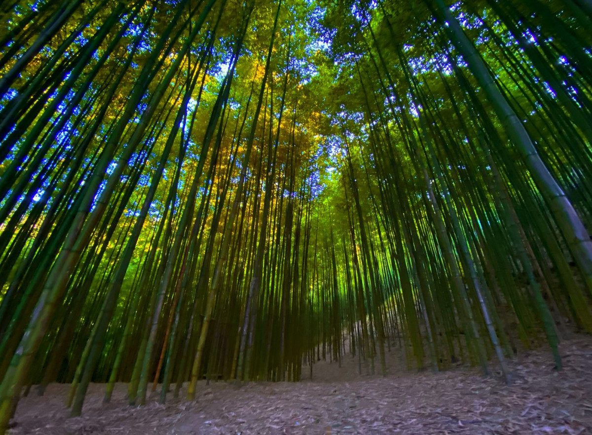 Bamboo forest Mu Cang Cai