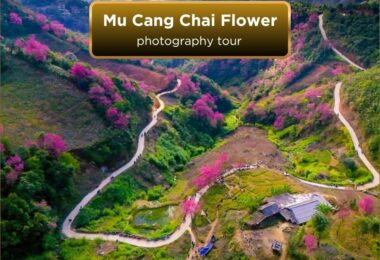 mu cang chai tour flower